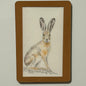 European Hare, 2"x3" MAGNET