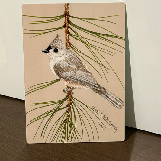 Tufted Titmouse on Pine Branch, 5x7 Aluminum