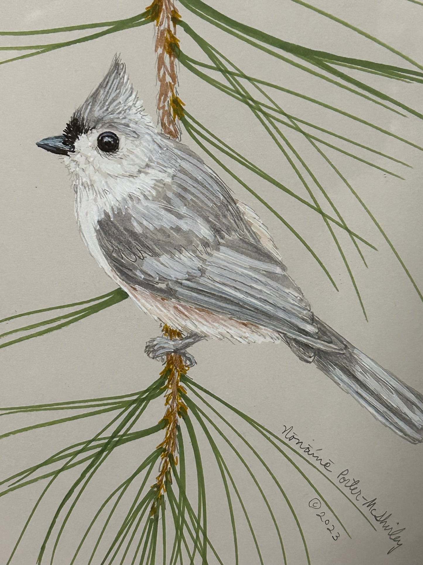 Tufted Titmouse on a Pine Branch, ORIGINAL, Framed